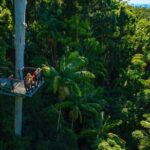 Hop on Hop off - Tamborine Rainforest Skywalk + Glow Worm Caves - Evaluating the Value