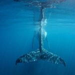 Humpback Whale Safari - What to Expect on the Tour