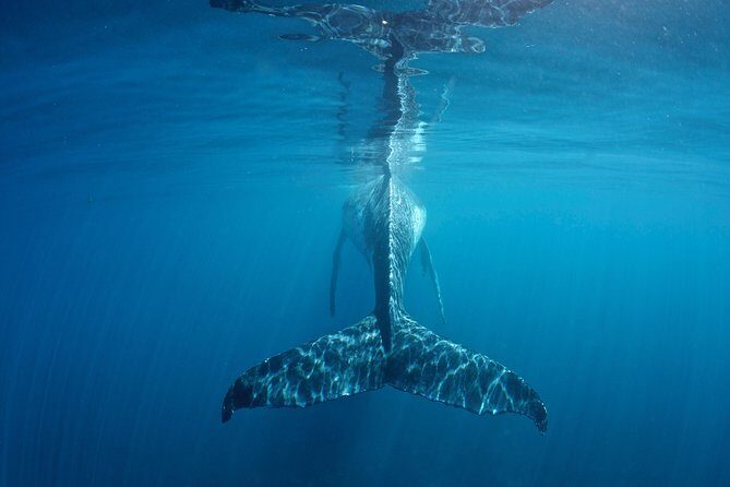 Humpback Whale Safari - What to Expect on the Tour