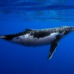 Humpback whale watching and marine life in Moorea - Who Will Love This Tour?