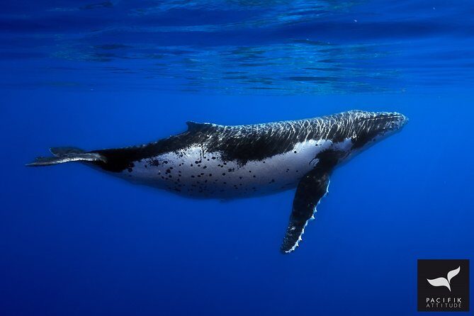 Humpback whale watching and marine life in Moorea - Who Will Love This Tour?