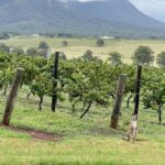Hunter Valley Wine Tasting | Private Day Tour | From Sydney - Key Points