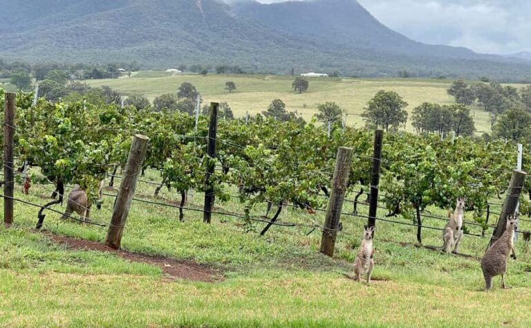 Hunter Valley Wine Tasting | Private Day Tour | From Sydney - Key Points