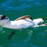 Iconic Wildlife Tour with Yellow Eyed Penguins & Royal Albatross - Practical Considerations and Traveler Tips