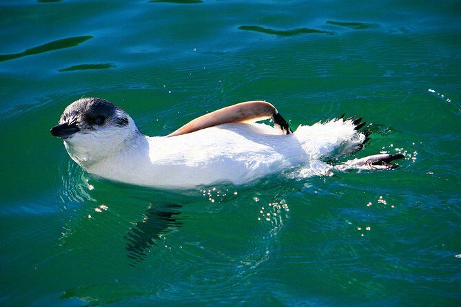 Iconic Wildlife Tour with Yellow Eyed Penguins & Royal Albatross - Practical Considerations and Traveler Tips