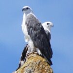 Ile Des Phoques and Maria Island Cruise and Walk Day Tour with Lunch - Practical Details: What This Tour Means for You