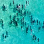 Inner Reef Explorer - 30 minute Reef Scenic Flight - The Experience: What You Can Expect