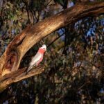 Intimate Blue Mountains Wild Kangaroos & Sunset for Nature Lovers - Reviews: Authentic Voices