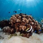 Introductory Dive in Bora Bora (afternoon) - What Past Participants Say