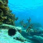 Jervis Bay: Guided Snorkelling Tour with expert guide - Exploring Jervis Bay’s Marine World: What to Expect