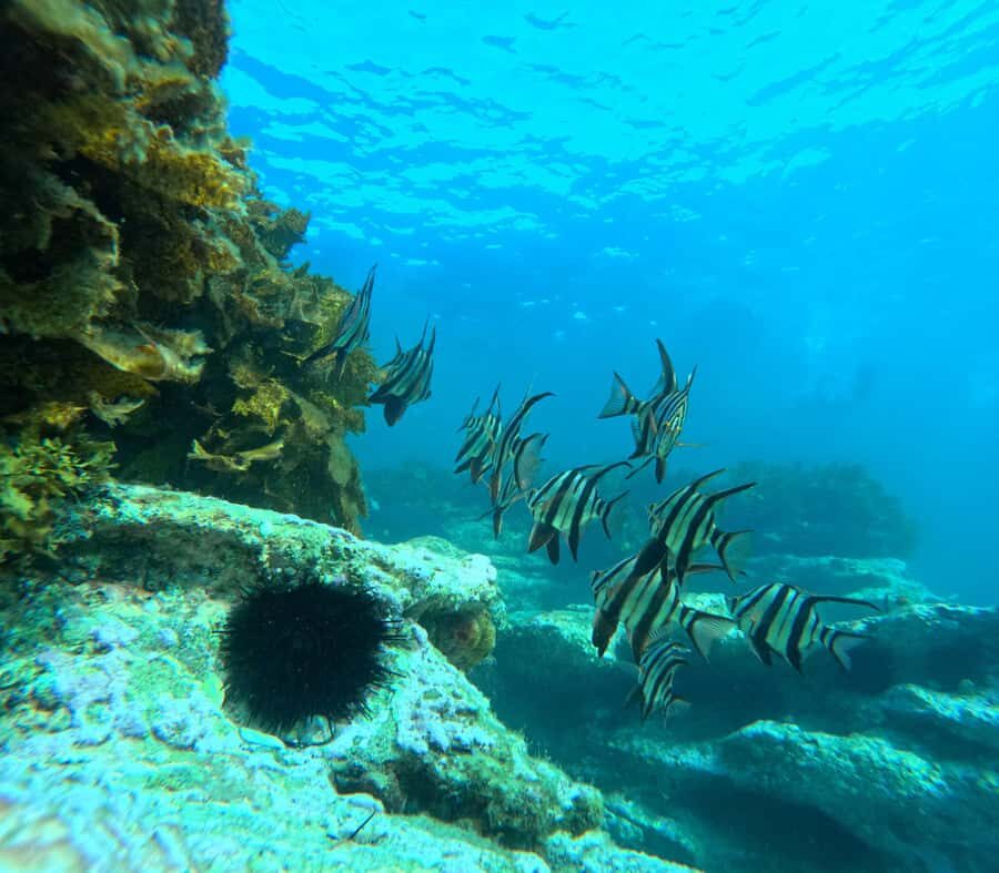 Jervis Bay: Guided Snorkelling Tour with expert guide - Exploring Jervis Bay’s Marine World: What to Expect