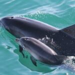 Jervis Bay Passage Tour - What to Expect During the Cruise