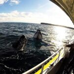 Jervis Bay Whale Watching Tour - Overview of the Jervis Bay Whale Watching Experience