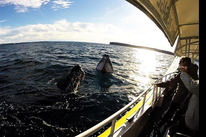 Jervis Bay Whale Watching Tour - Overview of the Jervis Bay Whale Watching Experience