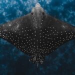 Julian Rocks: Premier Snorkeling Tour Byron Bay - Authentic Experiences from Travelers