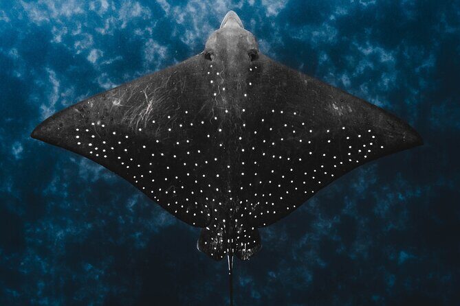 Julian Rocks: Premier Snorkeling Tour Byron Bay - Authentic Experiences from Travelers