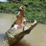 Jumping Crocodile Cruise with lunch - The Practical Details That Matter