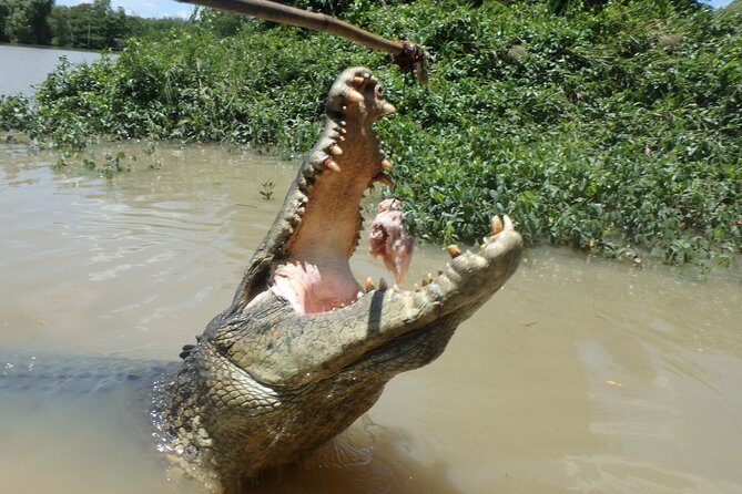 Jumping Crocodile Cruise with lunch - The Practical Details That Matter