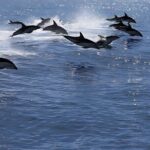 Kaikoura Day Tour From Christchurch - Authentic Experiences and Visitor Feedback