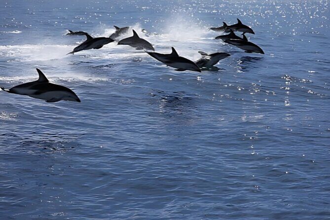 Kaikoura Day Tour From Christchurch - Authentic Experiences and Visitor Feedback