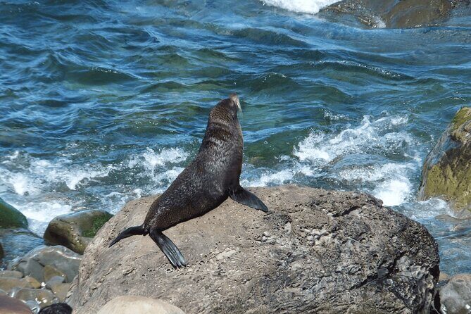 Kaikoura Day Trip including Whale Watch from Christchurch - Analyzing the Value