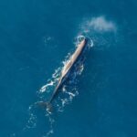 Kaikoura: Extended Flight Whale Watching & Mountain Tour - Marine Wildlife from the Sky