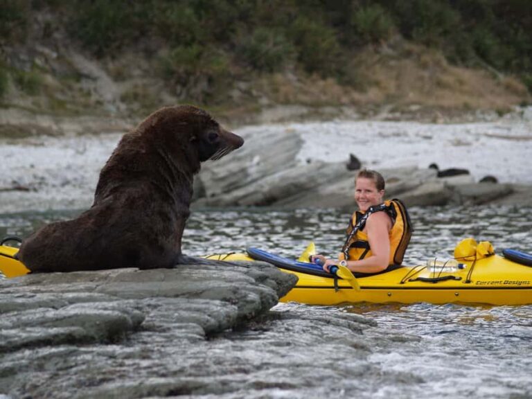 Kaikoura: Half-Day Wildlife Kayaking Tour - What Reviewers Say: Authentic Voices