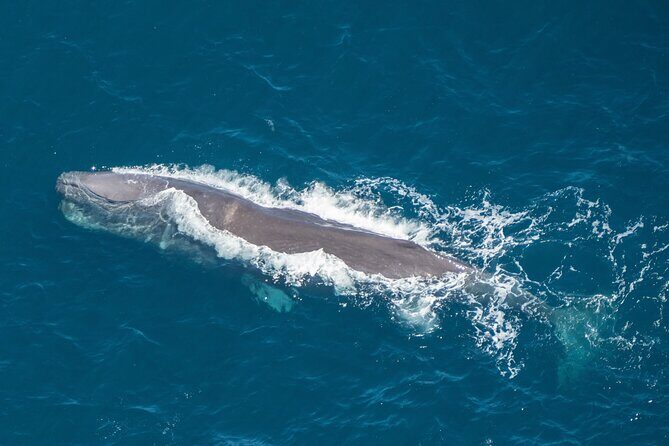 Kaikoura Helicopters Extended Whale Watch - Final Thoughts