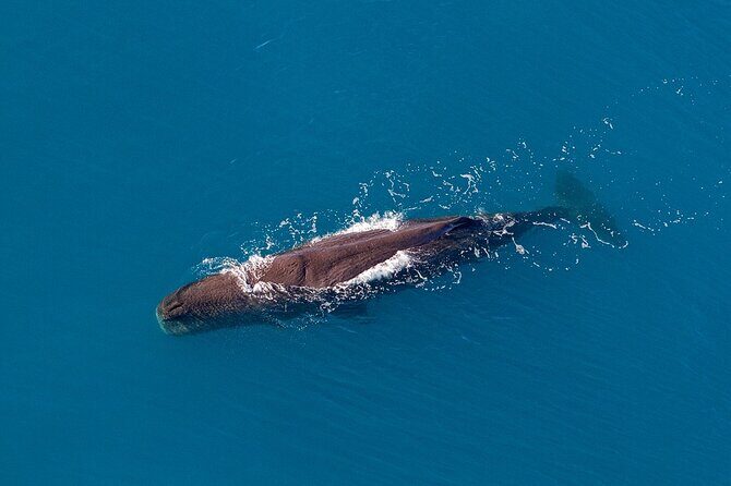 Kaikoura Helicopters Top n Tail Whale Watch flight - Analyzing the Cost and Value