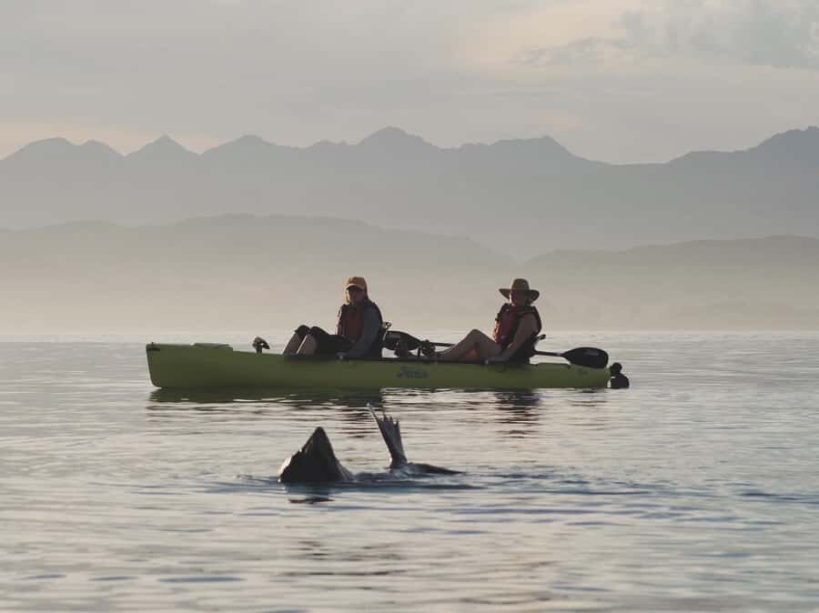 Kaikoura: Private Guided Kayak Tour with Seals - The Overall Value