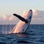 Kaikoura Private Whale Watching Day Trip from Christchurch - Transportation & Comfort