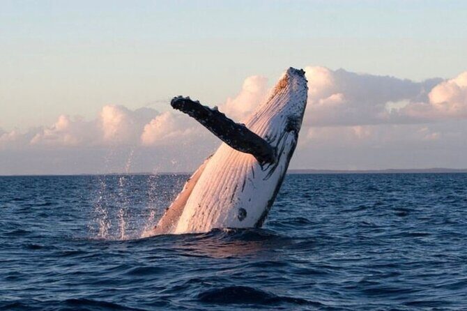 Kaikoura Private Whale Watching Day Trip from Christchurch - Transportation & Comfort