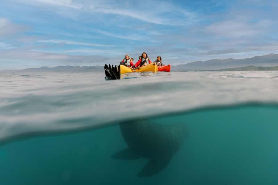 Kaikoura: Seal-Watching Pedal Kayak Tour - Who Should Consider This Tour?