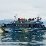 Kaikoura Whale and Dolphin Overnight Tour from Christchurch - What Travelers Say: Authentic Perspectives