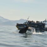 Kaikoura Whale Watch Day Tour from Christchurch - What Makes This Tour Stand Out