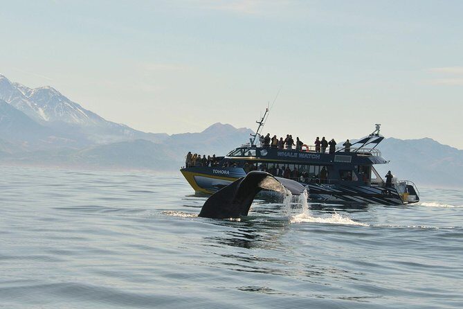Kaikoura Whale Watch Day Tour from Christchurch - What Makes This Tour Stand Out