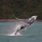 Kaikoura: Whale Watching Cruise - Why This Tour Excels
