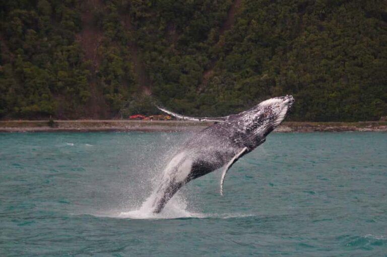 Kaikoura: Whale Watching Cruise - Why This Tour Excels