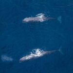 Kaikoura: Whale Watching Flight - An In-Depth Look at the Kaikoura Whale Watching Flight