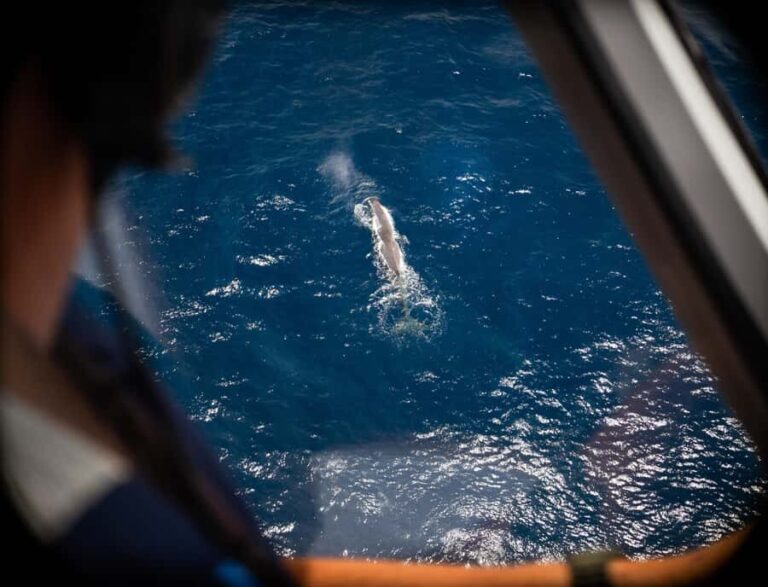 Kaikoura: Whale Watching Flight with Commentary - Breaking Down the Itinerary