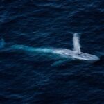 Kaikura Whale Watching - 1hr 20min Ultimate Adventure - Final Thoughts