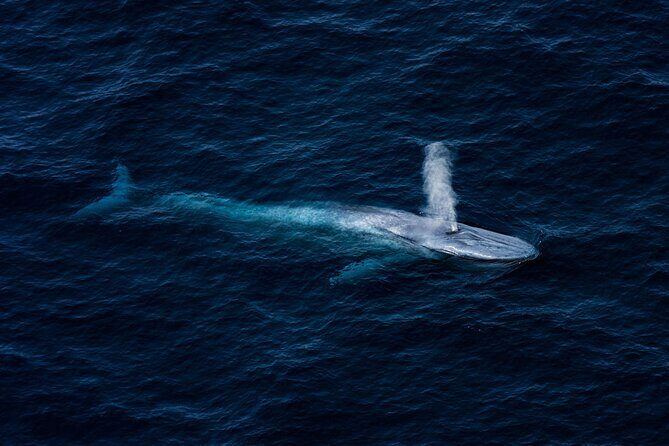 Kaikura Whale Watching - 1hr 20min Ultimate Adventure - Final Thoughts