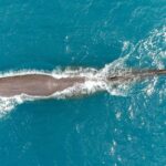 Kaikura Whale Watching Scenic Flight (40 Minutes) - Price and Value: Is It Worth It?
