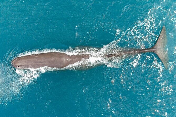 Kaikura Whale Watching Scenic Flight (40 Minutes) - Price and Value: Is It Worth It?