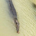 Kakadu National Park Scenic Flight &Yellow Water Cruise - What to Expect: Details and Insights