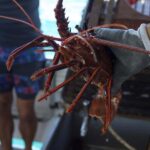 Kalbarri Crayfish Catch & Keep Tour - Who Will Love This Tour?