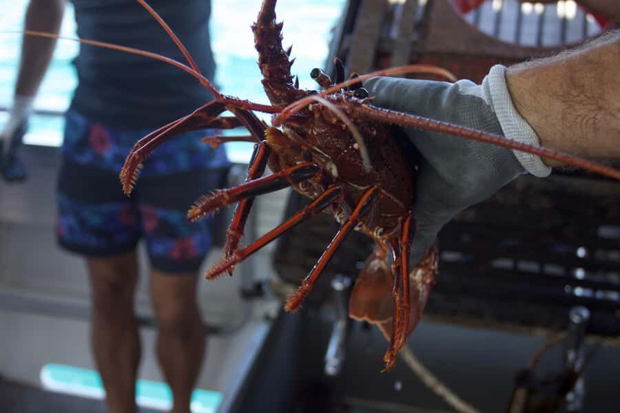 Kalbarri Crayfish Catch & Keep Tour - Who Will Love This Tour?
