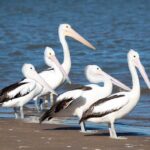 Kalbarri: Murchison River Morning Cruise - What We Love and What to Consider