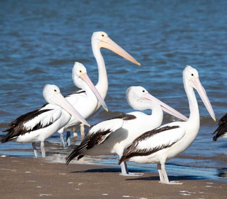 Kalbarri: Murchison River Morning Cruise - What We Love and What to Consider