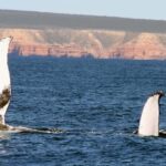 Kalbarri Whale Watching Tour - Who Should Consider This Tour?